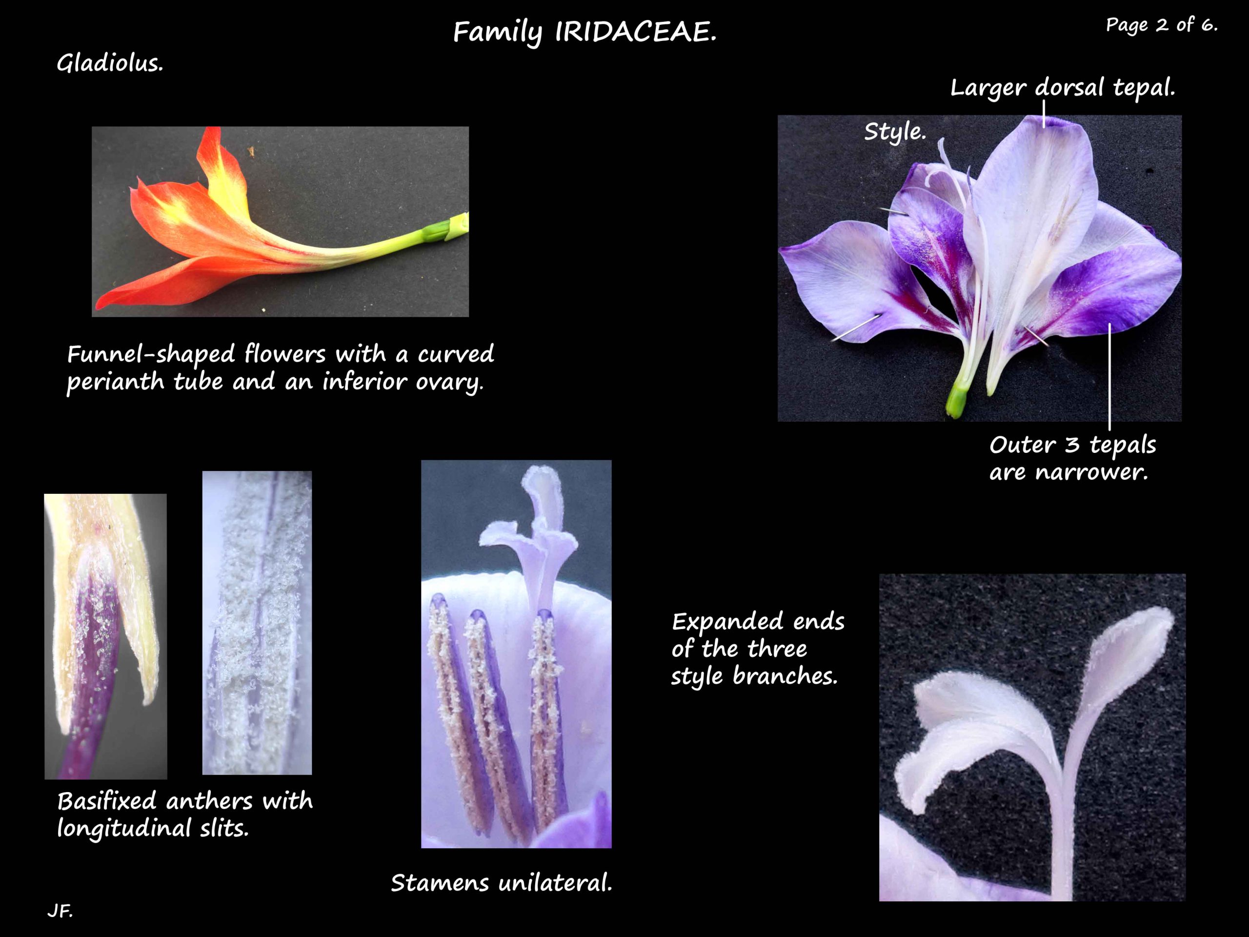 2 Gladiolus tepals & stamens